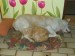 Thumbs/tn_Bild 026.jpg